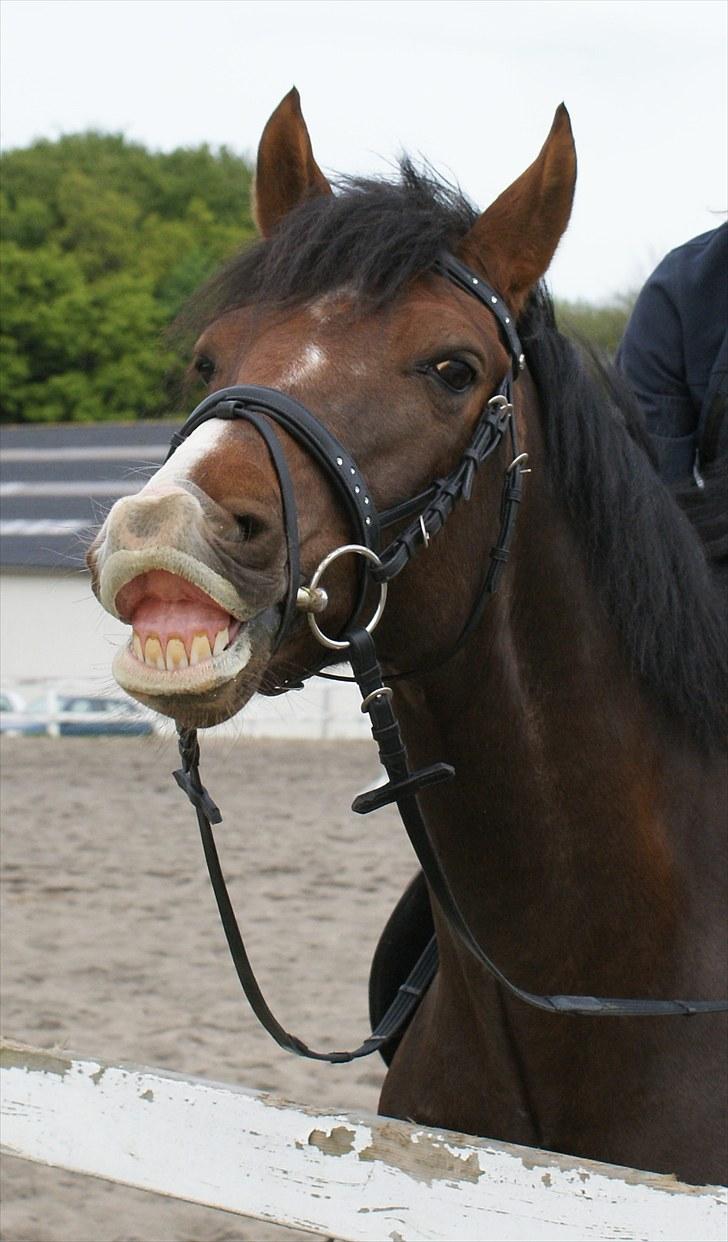 Hollandsk Sportspony Chico  - Velkommen til Chicos profil, smid gerne en bedømmelse, og en kommentar. Chicos skøre side. Foto: Mor. billede 1