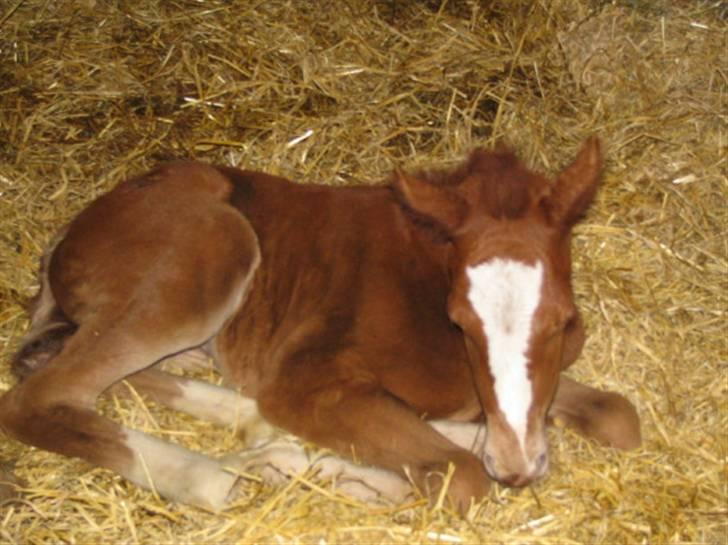 Anden særlig race First Trust (Tidl. hest) SOLGT - Velkommen til  Trusti´s profil  :-) Er hun ikke bedårende? Kun 1 dag gammel billede 1