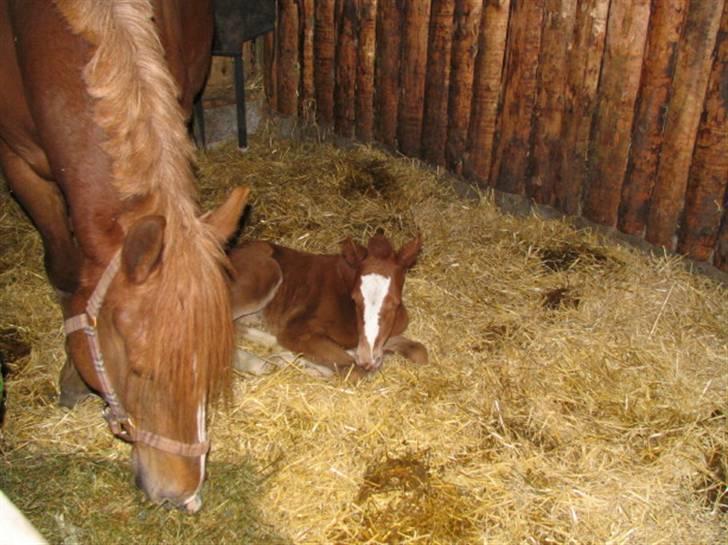 Anden særlig race First Trust (Tidl. hest) SOLGT - Puha blev helt træt :-) (1dag gl) billede 4