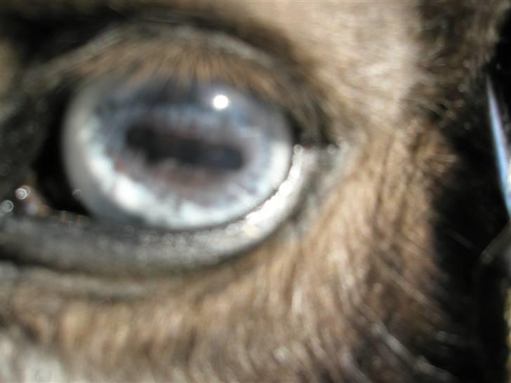 Shetlænder Plet billede 17