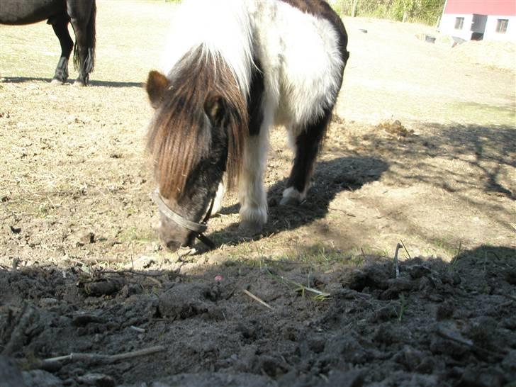 Shetlænder Plet billede 18