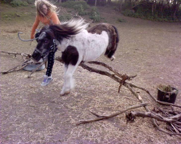 Shetlænder Plet - 60 cm billede 19