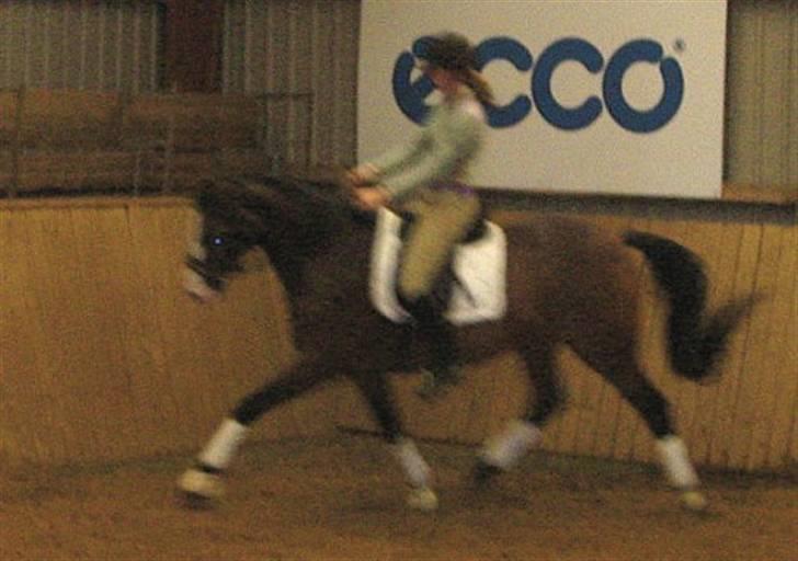 Westfaler Coloured Girl (solgt) billede 1