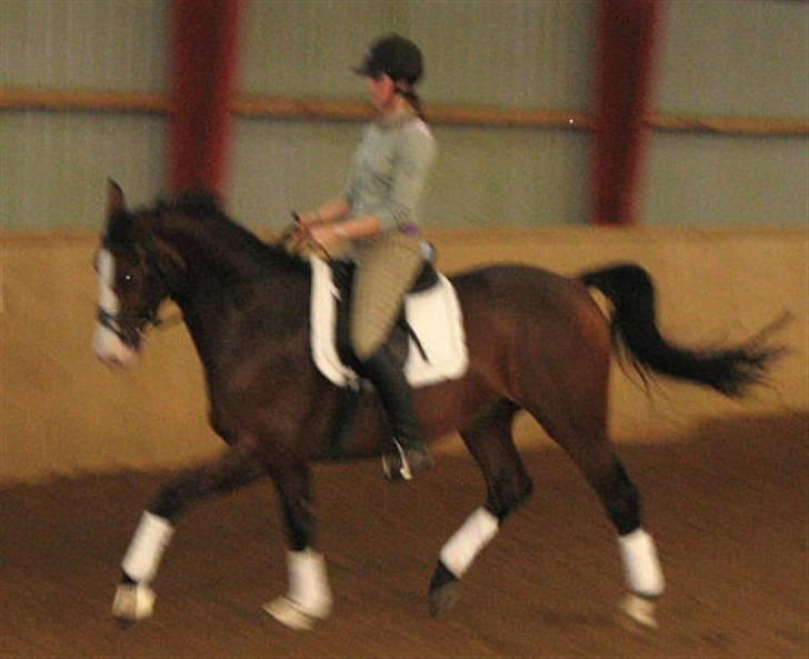 Westfaler Coloured Girl (solgt) billede 2