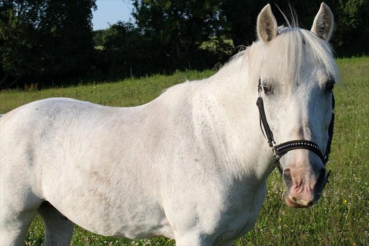 Anden særlig race GHOST BUSTER - 'Cause I just always wanna have you right here by my side.. billede 18