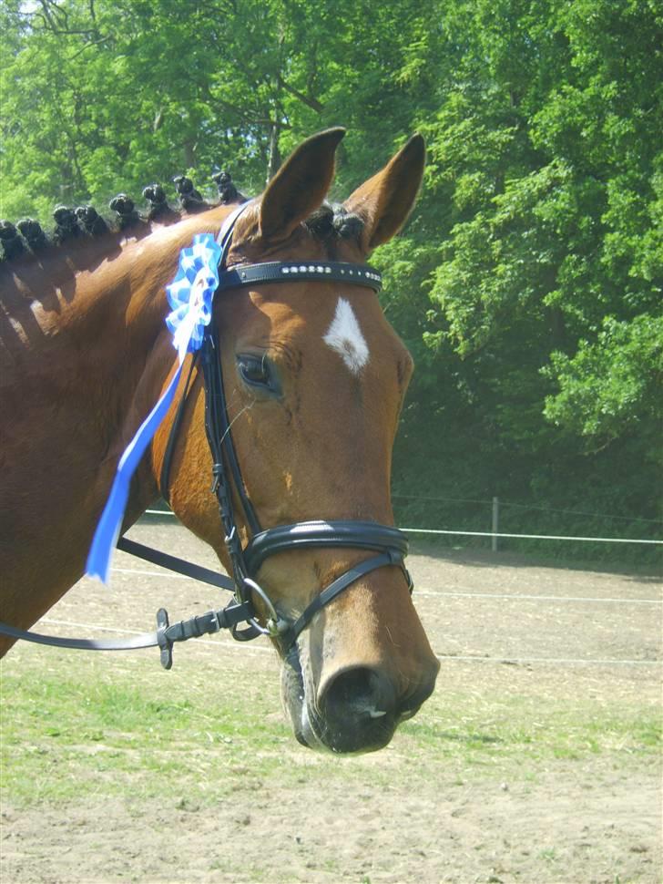 Holstener Lipicella *Gl. Part* billede 20