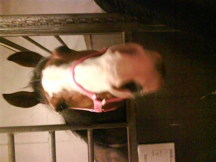 Westfaler Coloured Girl (solgt) billede 7