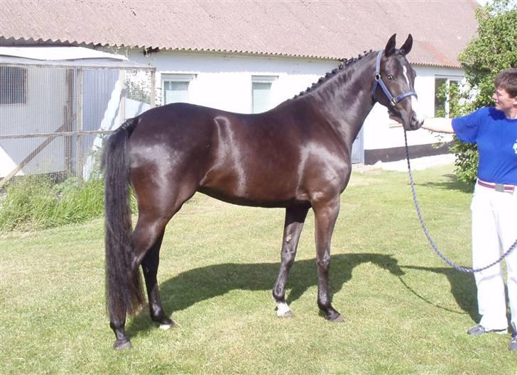 DSP Pandora - Pandora , 05.06.09, netop hjemme fra Nibe Dyrskue, hvor hun fik 23 point og ærespræmie billede 15