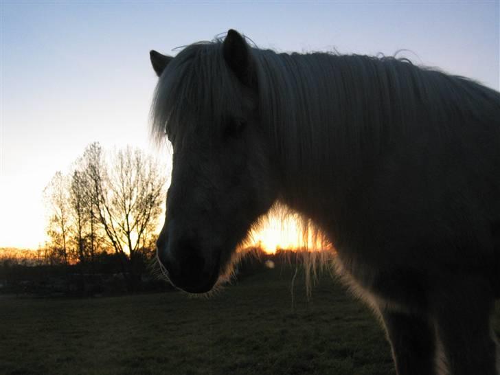 Islænder Frigg fra Akurgerði - Frigg fra Akurgerdi billede 1