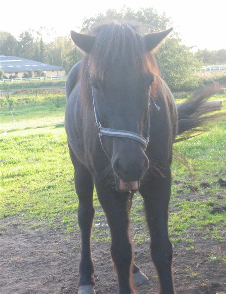 Islænder Àfram fra Birk huse - Bamse billede 1