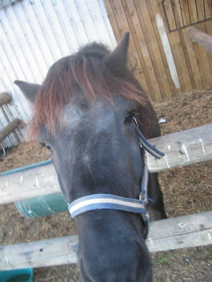 Islænder Àfram fra Birk huse - gi´ mig gi´ mig gi´ mig.. hehe billede 2