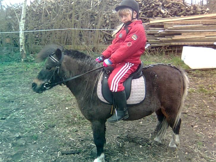 Shetlænder Spidie  billede 7