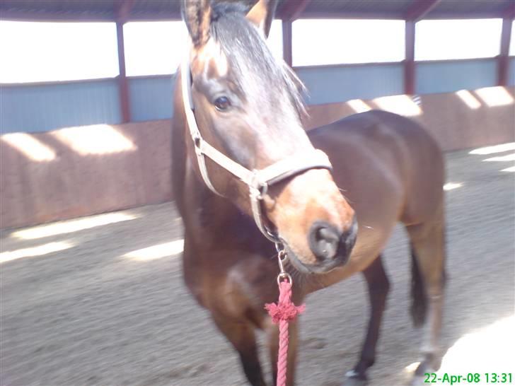 Dansk Varmblod HeinsgaardensCarl*R.I.P*  - Er lige inde i ride hallen  og gå med Carl [: billede 9