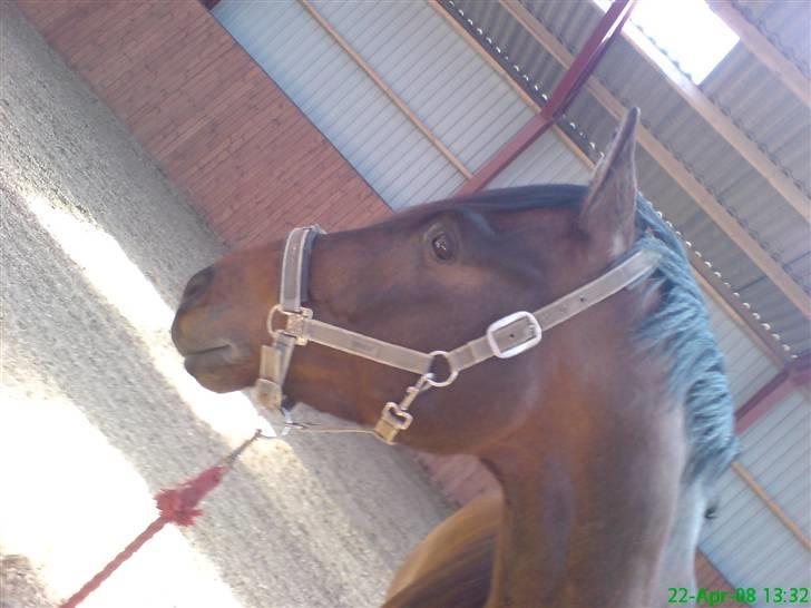 Dansk Varmblod HeinsgaardensCarl*R.I.P*  - Er lige inde i ride hallen  og gå med Carl [: billede 11