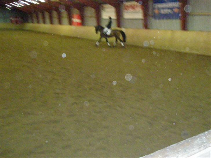 Dansk Varmblod HeinsgaardensCarl*R.I.P*  - lidt sløret.  billede 12