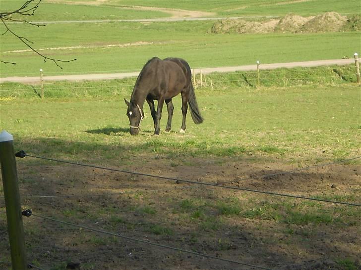 Welsh Cob (sec D) Dark Shadow - shadiw skinnende i solen 7 sommeren 08 billede 7