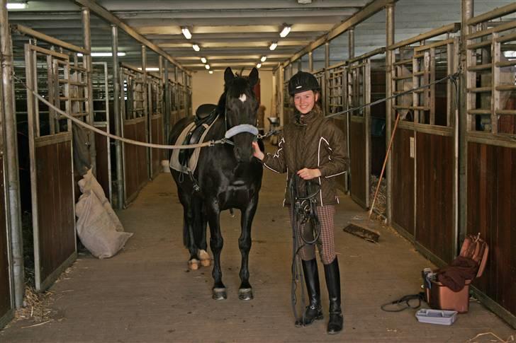 Welsh Cob (sec D) Dark Shadow - Riisgård /sommeren 08 billede 12