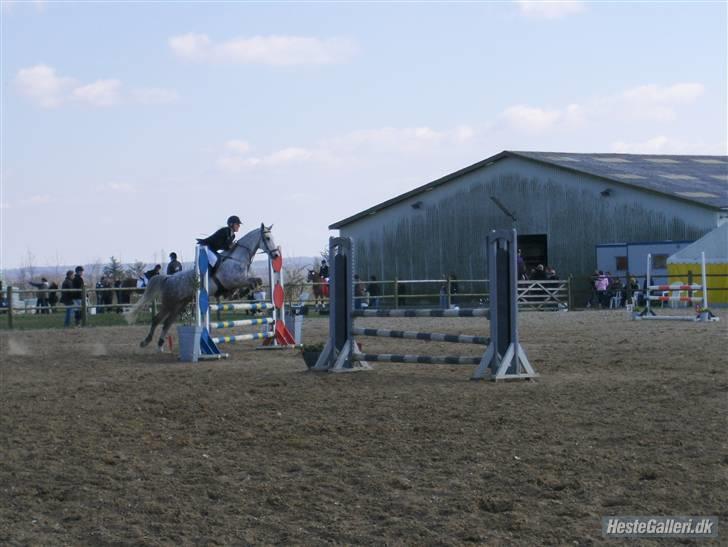 Irsk Sportspony Dooneens Robin Hood-R.I.P billede 9