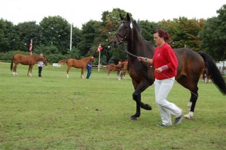 Oldenborg Gazell (Aflivet 30/10/09) billede 12