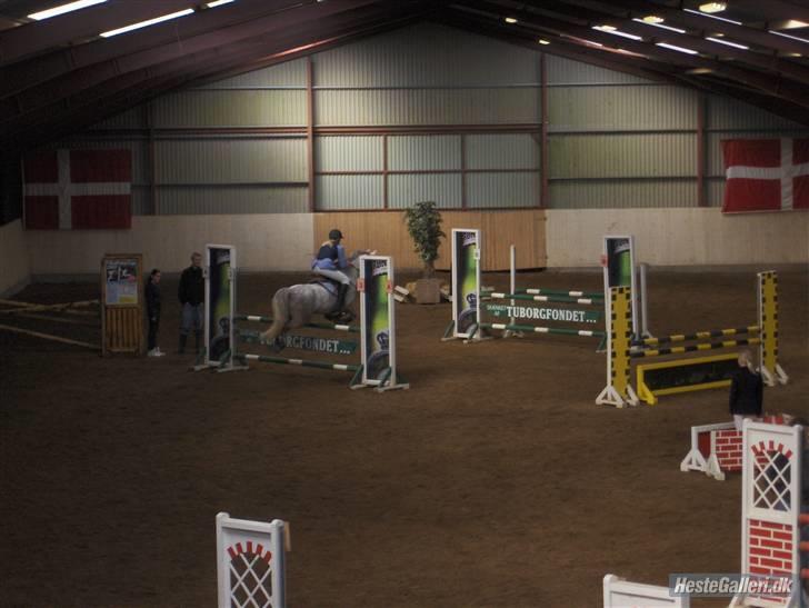 Irsk Sportspony Dooneens Robin Hood-R.I.P billede 10