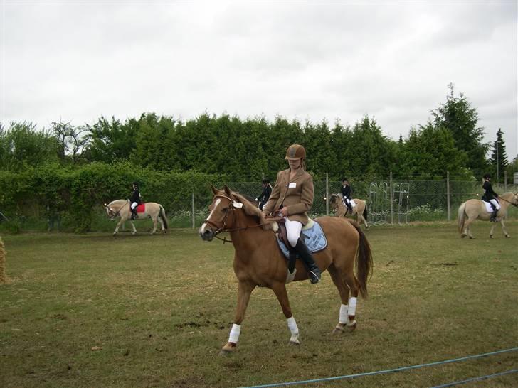 Hollandsk Sportspony Ilona <,3 SOLGT - dyrskuet 07 billede 17