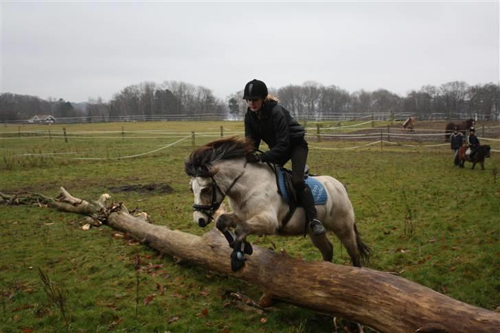 Anden særlig race Snebold  - Den dejlige Snebold <3 Foto: Far billede 14