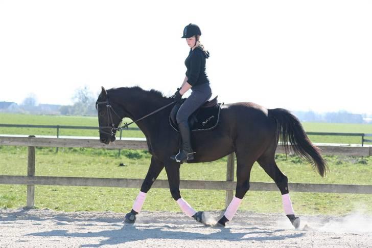 Dansk Varmblod Mahjong - 2 måneder efter jeg begyndte at ride hende (: 24/4 billede 2