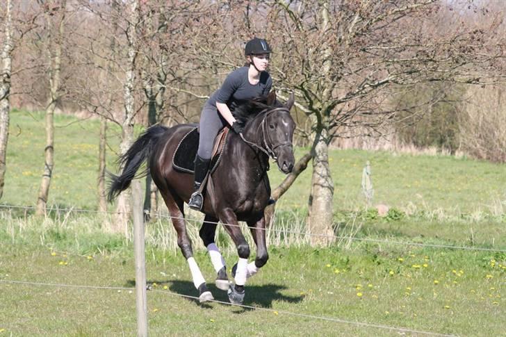 Dansk Varmblod Mahjong - En dejlig galop rundt om foldene xD billede 4