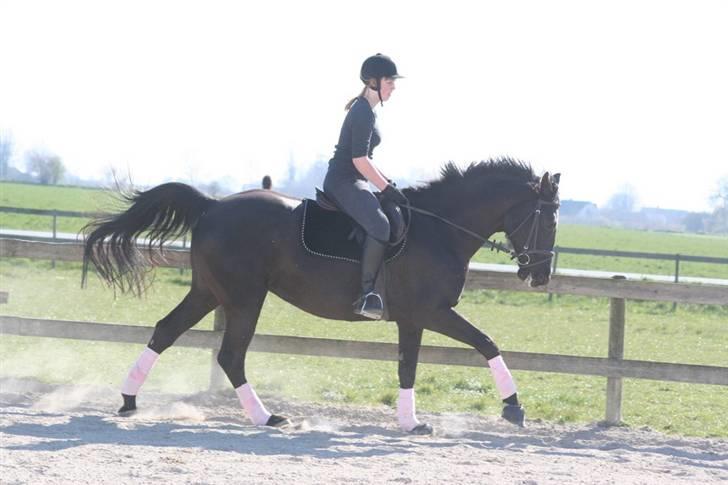 Dansk Varmblod Mahjong - 2 måneder efter jeg begyndte at ride hende (: 24/4 billede 5