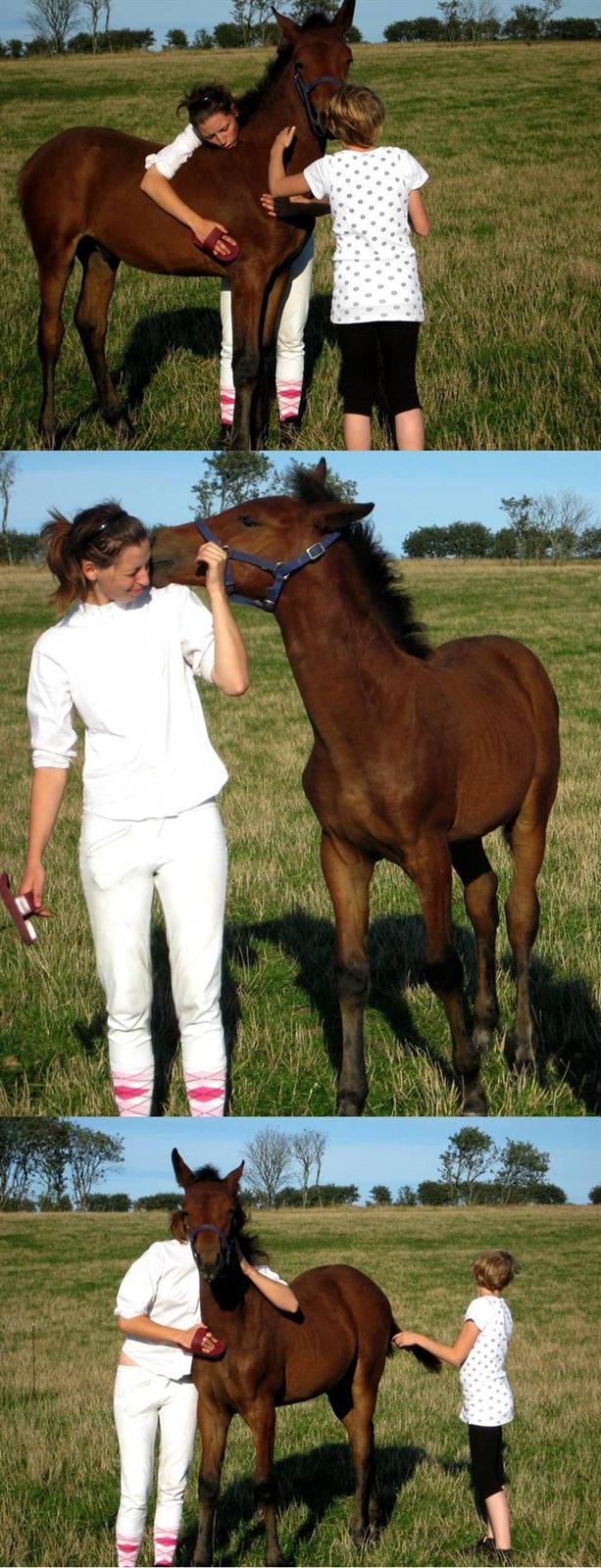 Anden særlig race Damtofts Valdemar - 16/8 08 - Man kan vist godt kalde ham børnevenlig . Min søster hiver ham i halen :P billede 18