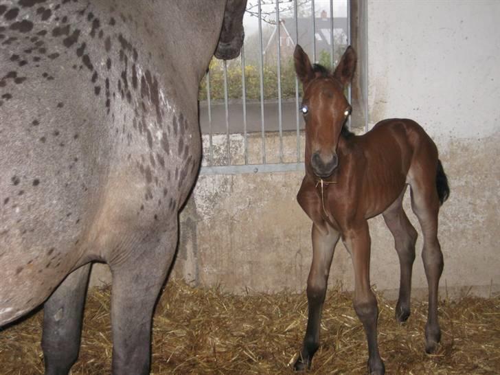 Anden særlig race Damtofts Valdemar - 25 / 4 08 -  ganske få timer gammel billede 25