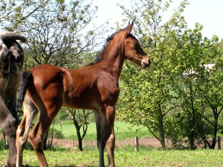 Anden særlig race Damtofts Valdemar - 10/5 08 - to uger og en dag :) billede 22