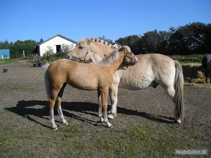 Palomino **Golden Miss Gucci*solgt billede 17