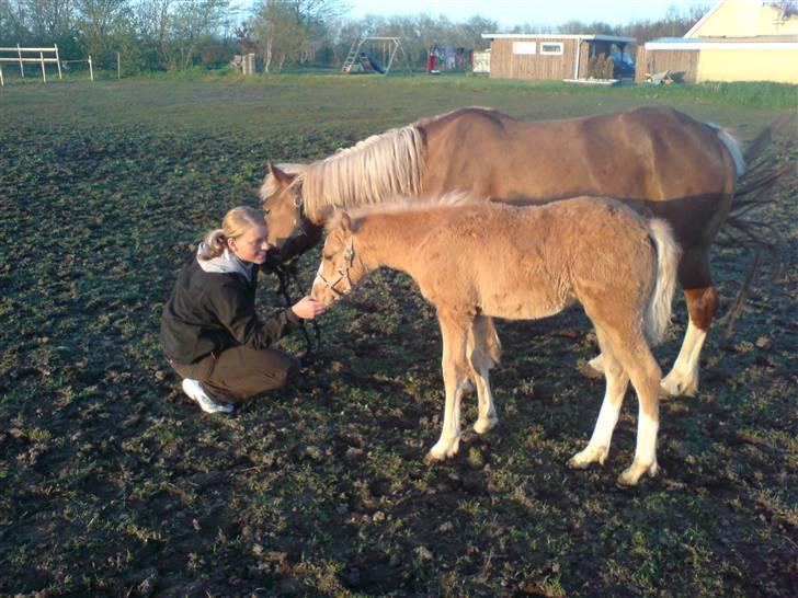 Palomino **Golden Miss Gucci*solgt billede 18
