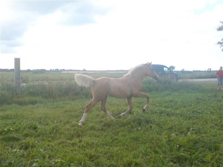 Palomino **Golden Miss Gucci*solgt billede 19