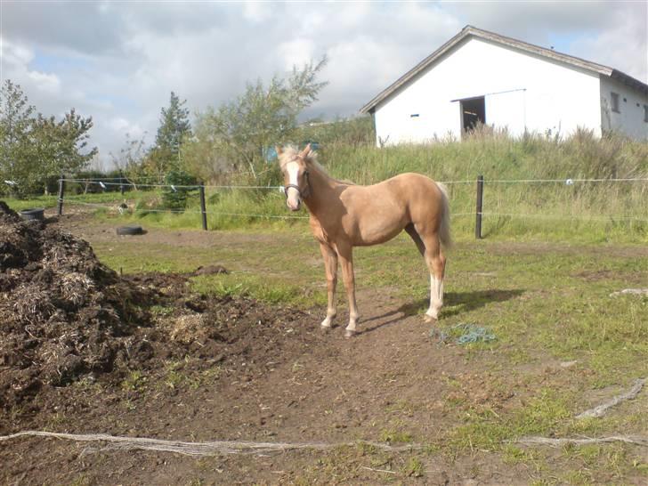 Palomino **Golden Miss Gucci*solgt billede 20