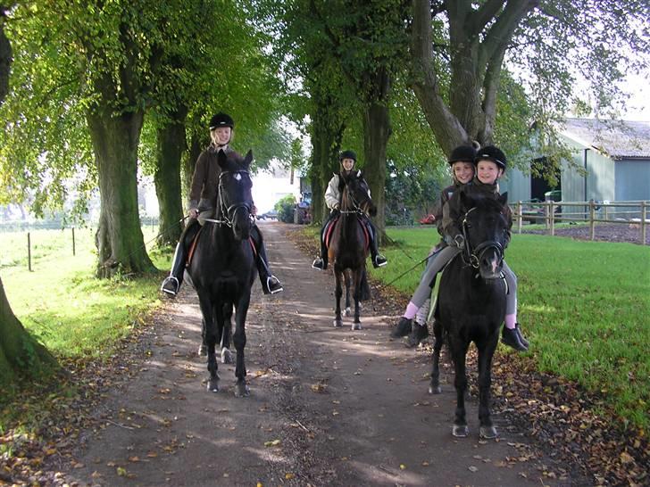 Welsh Cob (sec D) Dark Shadow - ac+kismir, mig+ shadow, camilla og anne c på beauty<3  sommeren 2008 billede 18