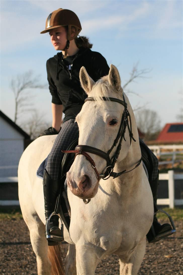 Knabstrupper Wickie - #1 - Billede taget af Sophie. billede 1