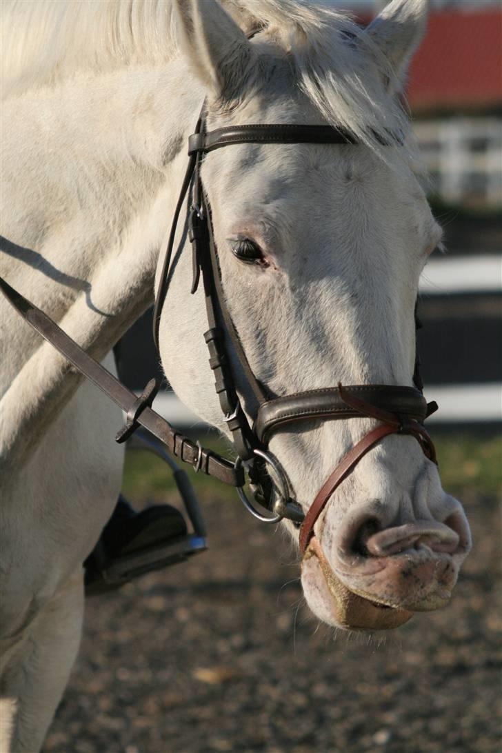 Knabstrupper Wickie - #6 - Hoved xD. Billede taget af Sophie. billede 6