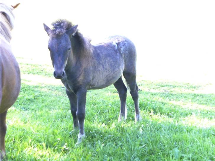 Anden særlig race Bangs Romeo - 3 mdr. billede 10