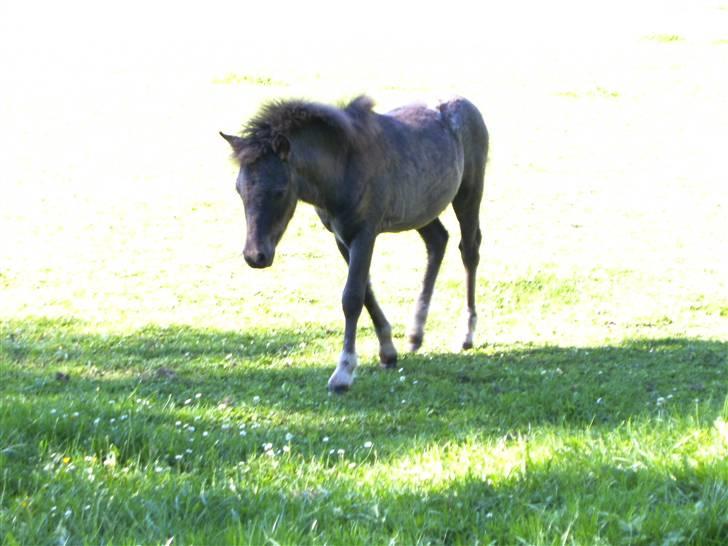 Anden særlig race Bangs Romeo - 3 mdr. billede 12