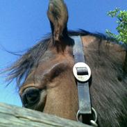 Anden særlig race Nimbus