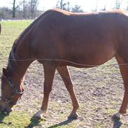 DSP Vesterskovens Anastasia