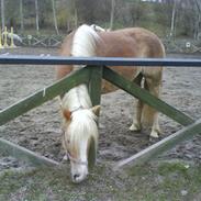 Haflinger Kansler