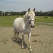 Connemara Nyvang's Fame