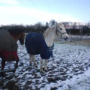 Connemara Nyvang's Fame