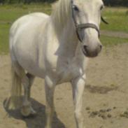 Connemara Nyvang's Fame