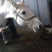 Connemara Nyvang's Fame