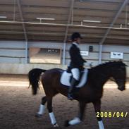 Anden særlig race mali bonheur