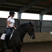 Anden særlig race mali bonheur